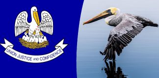 Pelican brief to give voters final say on legal sports wagering