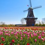 Michigan-Online-Gambling-Handle-May-2022