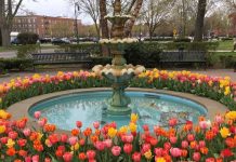 Fountain surrounded by tulips in Garden City Long Island