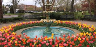 Fountain surrounded by tulips in Garden City Long Island