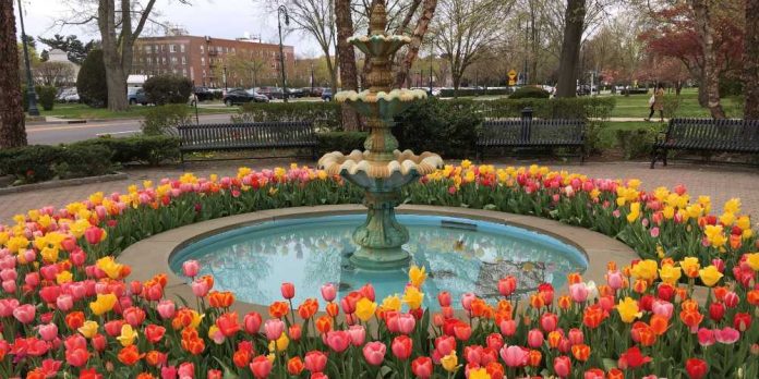 Fountain surrounded by tulips in Garden City Long Island