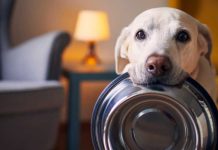 Dog holding empty bowl wanting food