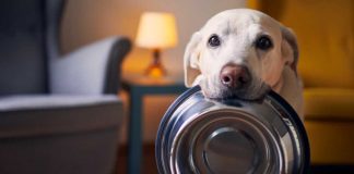 Dog holding empty bowl wanting food