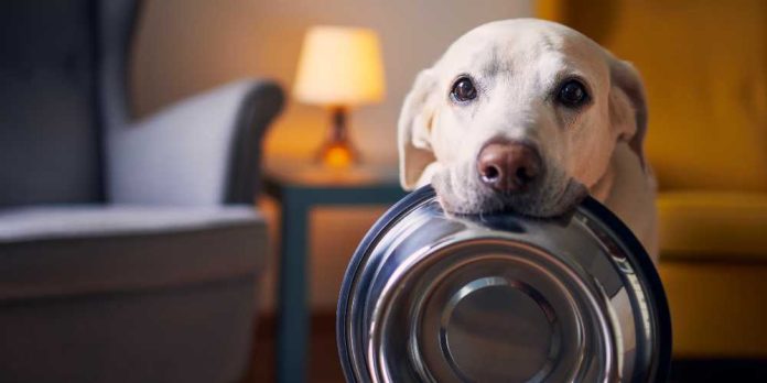 Dog holding empty bowl wanting food