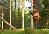 Bear climbing up a tree in a forest