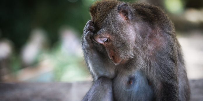 sad monkey holding face in paw