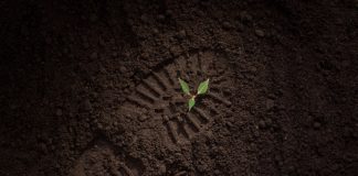 Footprint in the soil with a small plant growing in it