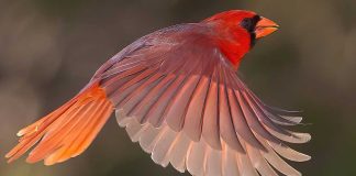 Cardinal in mid-flight