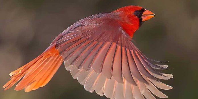 Cardinal in mid-flight