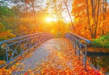bridge covered in autumn leaves while the sun is rising