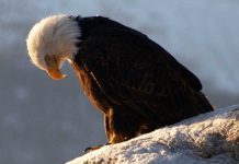 Bald eagle with its head bowed
