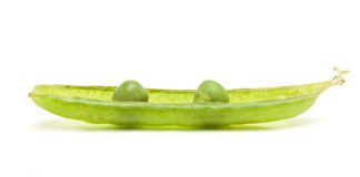 Two peas in a pod on white background