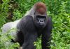 SIlverback gorilla