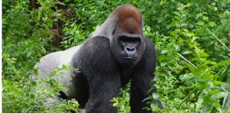 SIlverback gorilla