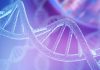 DNA strand in purple