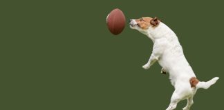 Small dog jumping and catching a ball