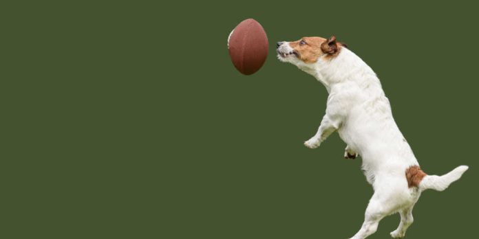 Small dog jumping and catching a ball