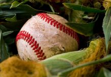 Baseball in a cornfield
