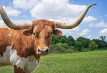 Texas longhorn cow
