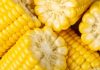 Five ears of corn