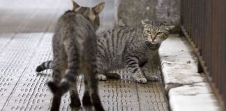 Two cats fighting