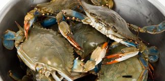 GiG-powered CrabSports now live in Maryland Blue crab