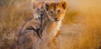 BetMGM profitable in Q2 of 2023 with $944M in revenue across H1 Two lion cubs