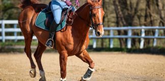 BetMGM KY coming to Ashland through Revolutionary Racing Quarter horse trotting