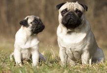 Father and son pug dogs