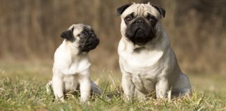 Father and son pug dogs