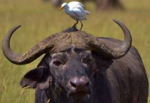 smbiotic relationship between buffalo and gull