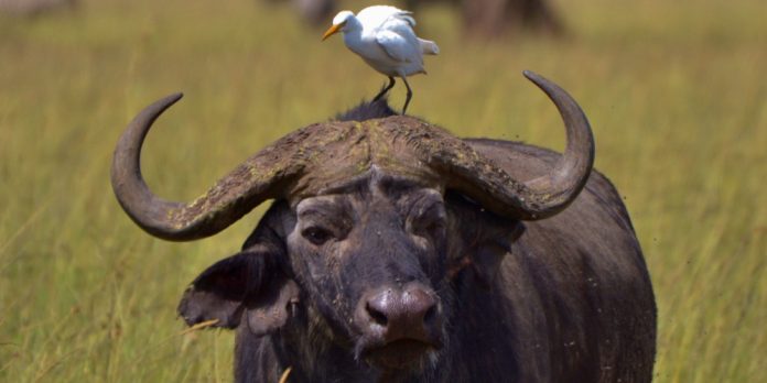 smbiotic relationship between buffalo and gull