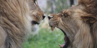 Lions fighting