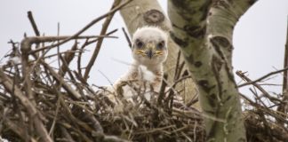 Several Iowa athletes plead guilty to underage gambling Baby hawk