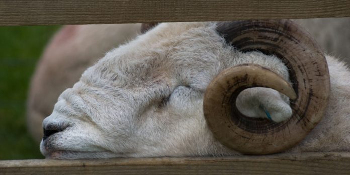 Sleeping ram