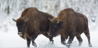 Two buffalo running