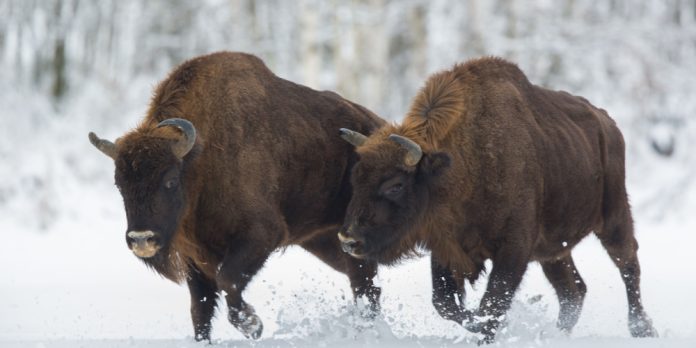 Two buffalo running