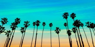 California Tribe seeking to reignite sports betting debate in 2024 California palm trees