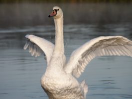Swan on a lake