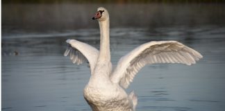Portnoy and Barstool give MA Gaming Commission swan song Swan on a lake