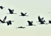 Birds flying in a vee