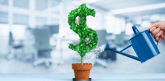 dollar plant being watered