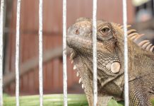 Iguana in a cage