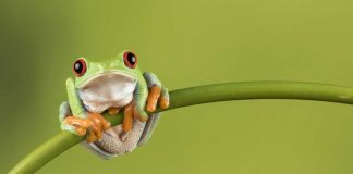 Frog on a branch