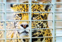 Jaguar in cage