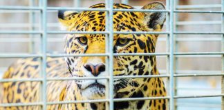 Jaguar in cage