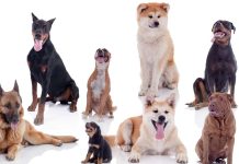 Eight sportsbooks set sights on North Carolina, including Underdog Eight dogs