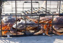 ESPN Bet captures 6% of Maryland market during opening month Crabs in a crab trap
