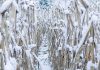 Snowy corn field
