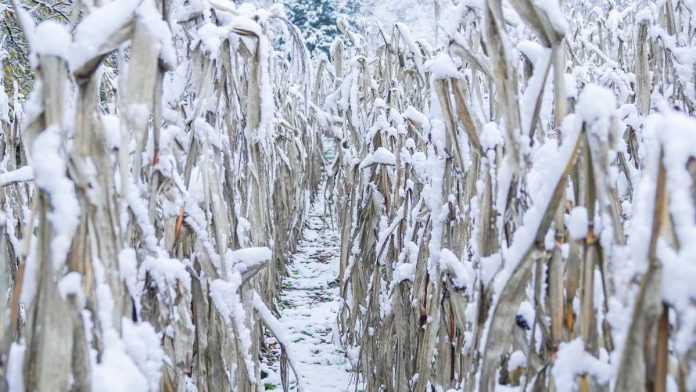 Snowy corn field